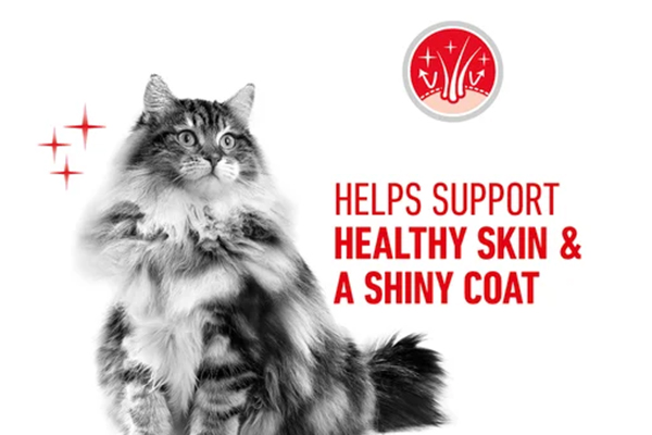 Royal Canin Hair & Skin Care Cat Pouch in Gravy 85g 04