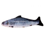 Salmon Fish 7inch 2.5inch
