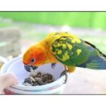 Versele Laga Bird Food Black Sunflower Seeds 1kg 03